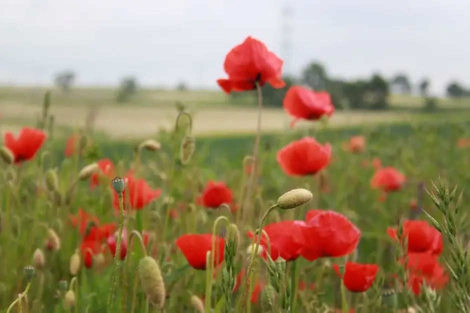 Święto Plonów w Pawłowiczkach – zaproszenie na Dożynki Gminne