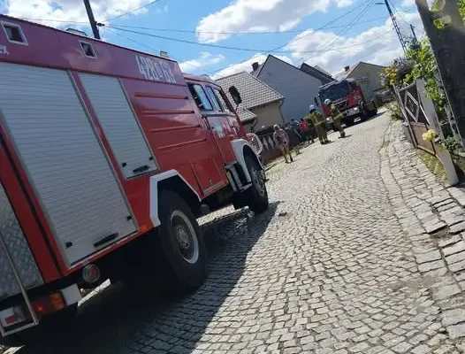 Wąż na posesji w Reńskiej Wsi – interwencja strażaków