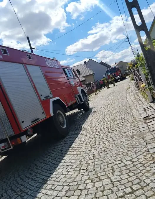 Wąż na posesji w Reńskiej Wsi – interwencja strażaków