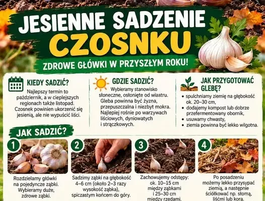 Jesienne sadzenie czosnku ozimego – poradnik dla działkowców z ROD „Przyjaźń”