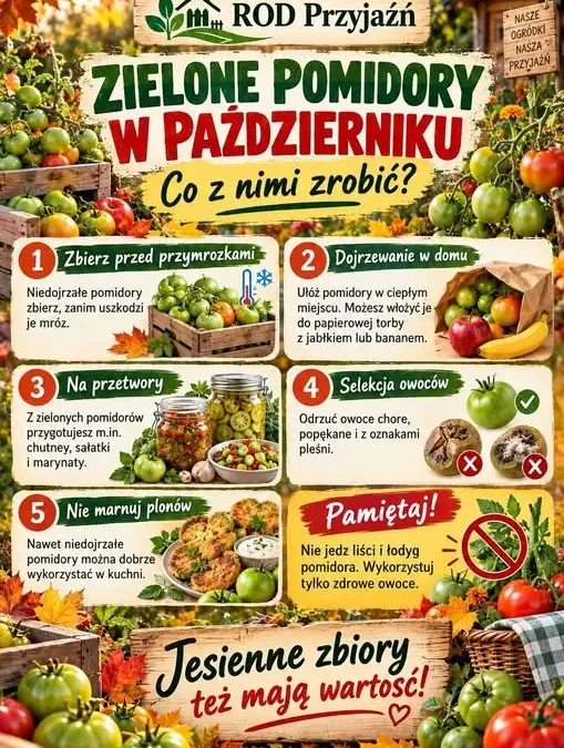 Zielone pomidory na działce w październiku – 5 sprawdzonych sposobów, by ich nie zmarnować